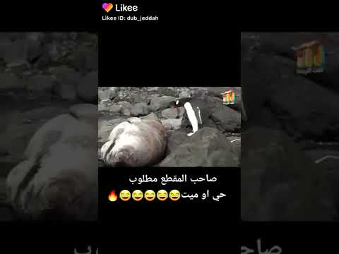 على قد حالي