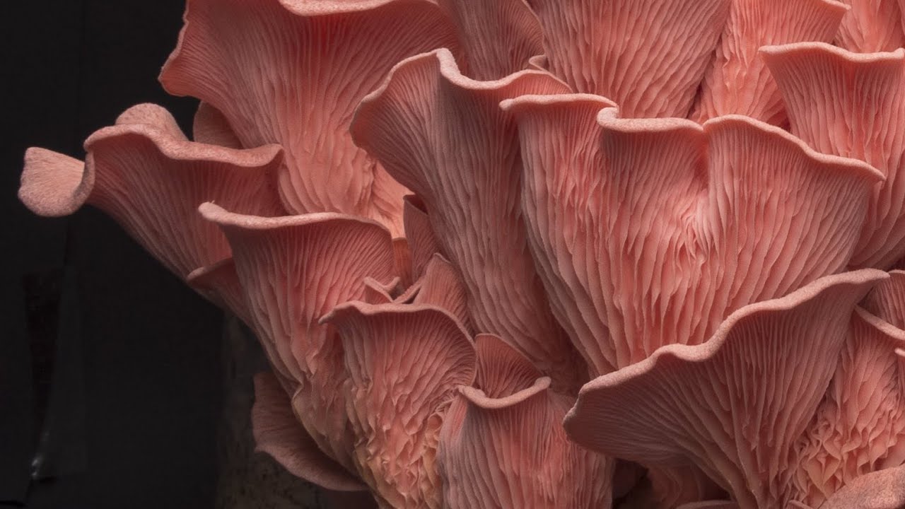 The dynamic beauty of Pleurotus salmoneo stramineus YouTube