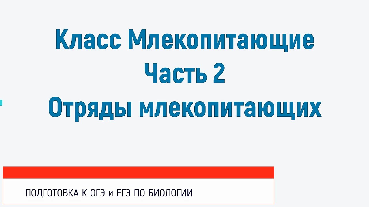 Класс Млекопитающие. Часть 2. Отряды млекопитающих - YouTube