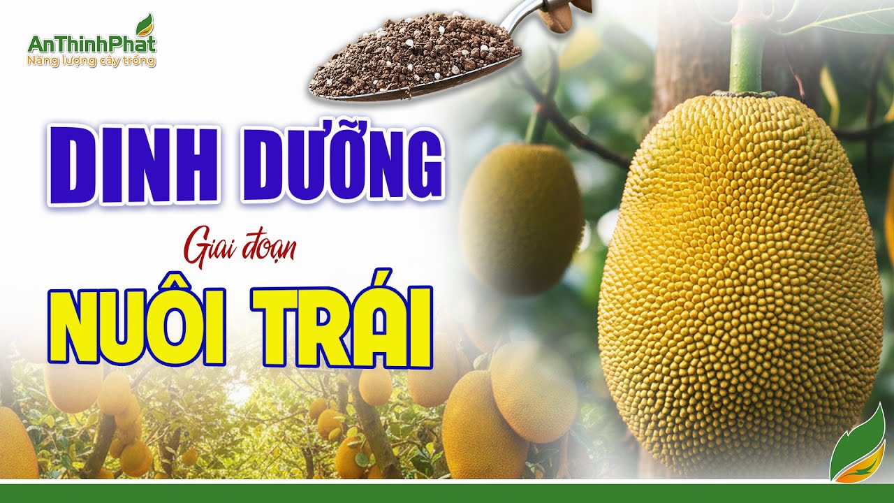 Dinh Dưỡng Giai Đoạn Nuôi Trái | An Thịnh Phát