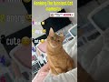 Ranking Cat Moment 😂 #funnycats#short
