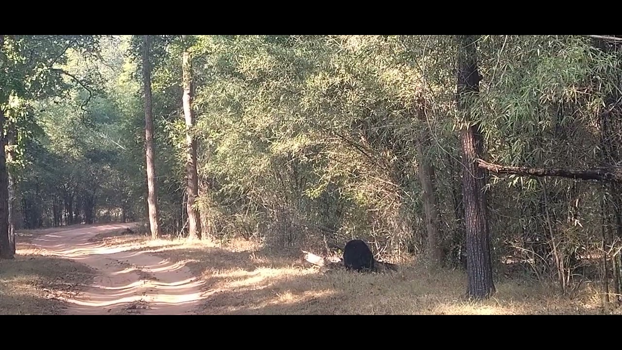 Sloth bear moment in bandhavgarh|