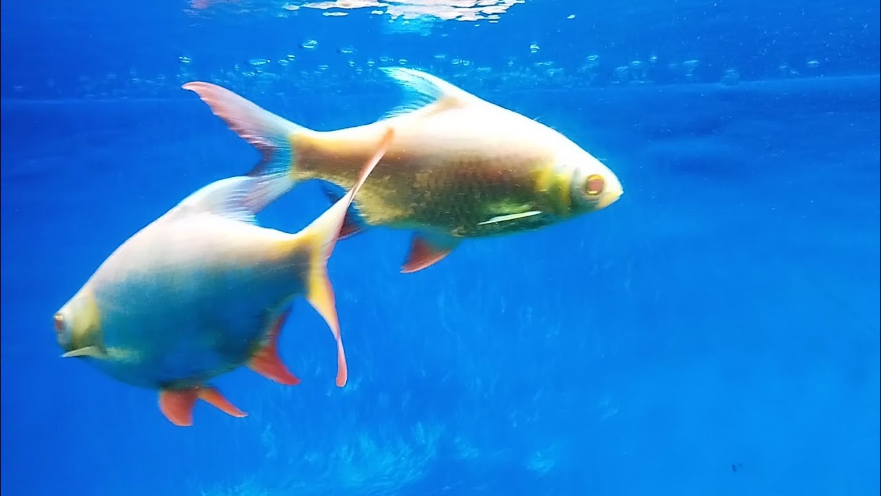 അലങ്കാര മത്സ്യങ്ങൾ Aquarium fish Colour fish Gold fish YouTube