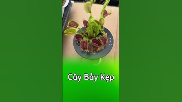 Cây bẫy kẹp 😍 #câybắtmồi #câybẫykẹp