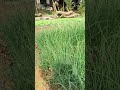 Onion Seedling ready for transplanting #onionfarming #seedlingcare #seedlings