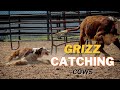 Penning a group of cows with border collie | Grizz |