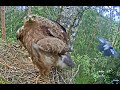 Breakfast and the pesky Jay!  Latvian Lesser Spotted Eagles. 20 May 2022