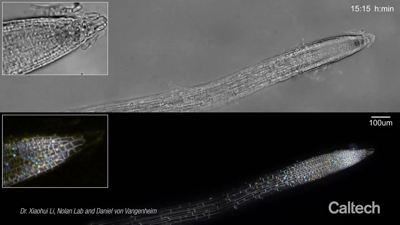 Unlocking The Secrets of Root Growth in Plants