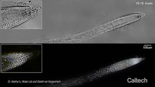 Unlocking The Secrets of Root Growth in Plants