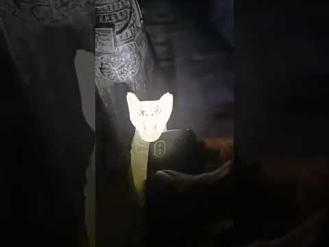 تمثال فرعوني لقط من اجمل الاثار الفرعونيه التى قد تراها الفيديو كامل ف اول تعليق اثار فرعونيه