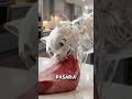 UN AÑO COMIENDO SOLO CARNE el felino que revela su verdadera naturaleza #curiosidades #viralshorts