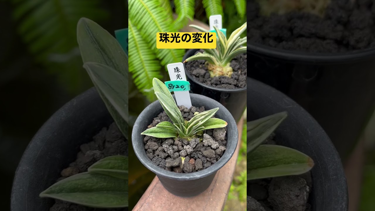 珠光の変化【どんでもない万年青の変化】#縁起よい #珠光 #万年青の 