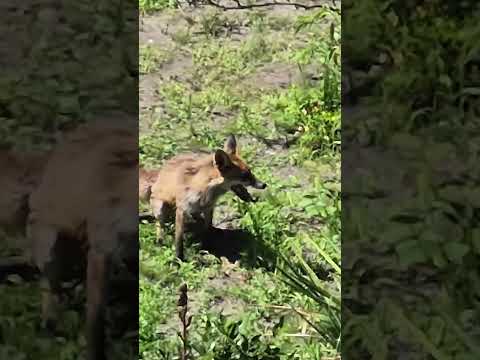 Fox in the garden / Chodzi lis po ogrodzie