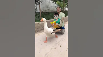 البطه البطه Duck Duck 