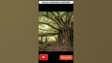 24 घंटे कौन सा पेड़ आँक्सीजन देता है #shorts #video #oxygen #Tree