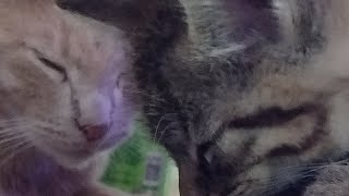 SHIMMI SHIMMI SHIMMYA  DRANK SWALALALALA