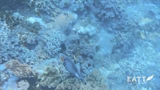 EATT Magazine Travel video channel Detoxifying in Bali screenshot 3