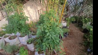 نجاح الزراعة البيولوجية المنزلية.The success of home biological agriculture