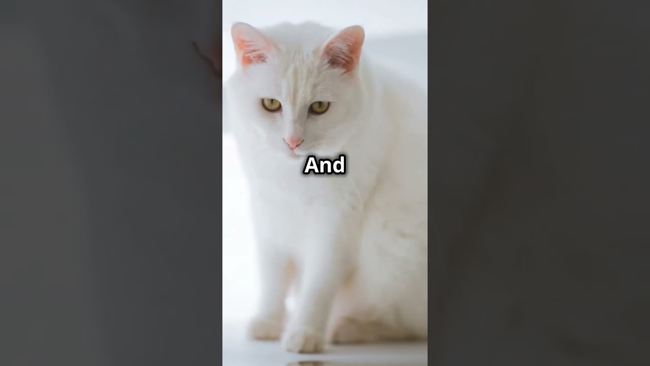 The quirky personality of tabby,orange and white cat 