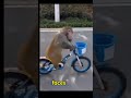 Naughty Monkey Fun Bicycle Ride