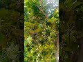 cheko tree with sweet fruit cheko is ready#DreamTrackAI A quiet night on another planet