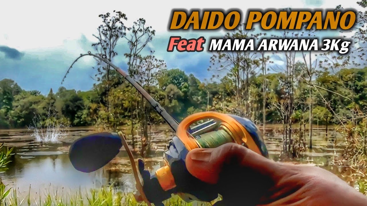 ASLI GEMETERAN||SAAT MAMA ARWANA NYAMBAR UMPAN‼️CASTING IKAN ARWANA FT DAIDO POMPANO