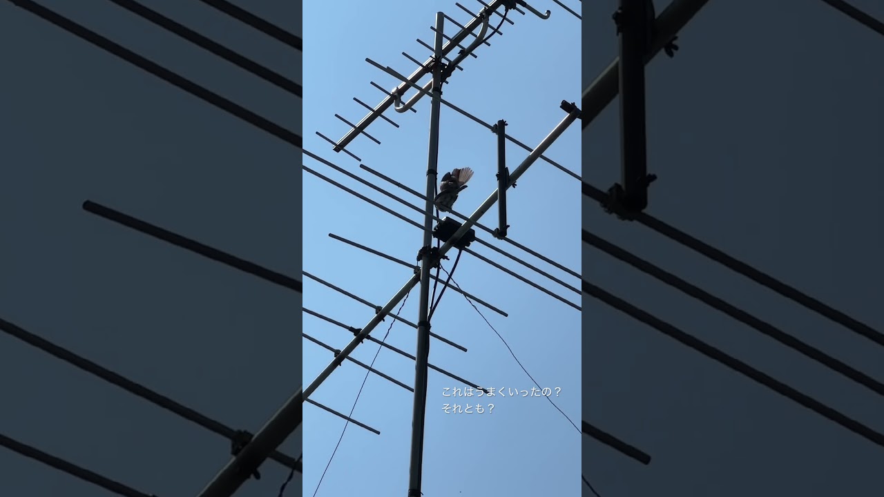 今は動物界はJune brideシーズン？これはうまくいったの？それとも？チュン　#雀　#鳥　#自然