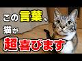 猫が思わず反応する!猫の心に響く9つのワード
