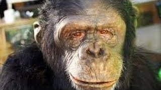 History Documentary Films Ape to Man: First Boom National Geographic