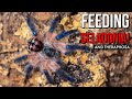 Quarantine Tarantula Feeding - 4K T. SELADONIA Information