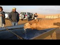 Camel drinking water in abu dhabi desert 13022019