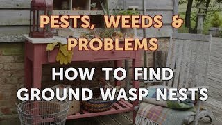 How to Find Ground Wasp Nests