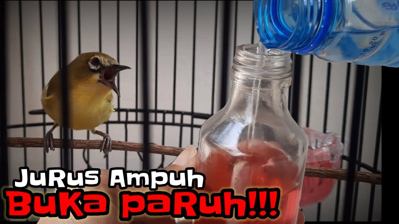 Doping pleci rumahan bukan murahan gacor dorrr buka paruh