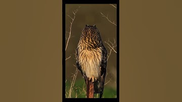 Owl🦉rotate their head 360°..✅💯