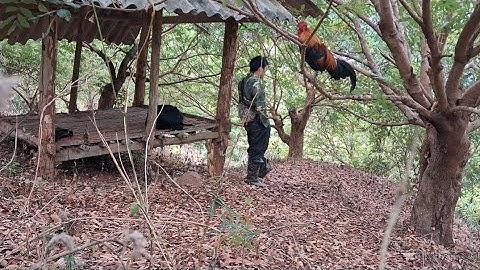 Bẫy gà rừng.cuab qaib qus 25/2/2025