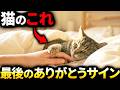 【最期の愛】猫が飼い主に見せる精一杯の最期のありがとうサイン７選