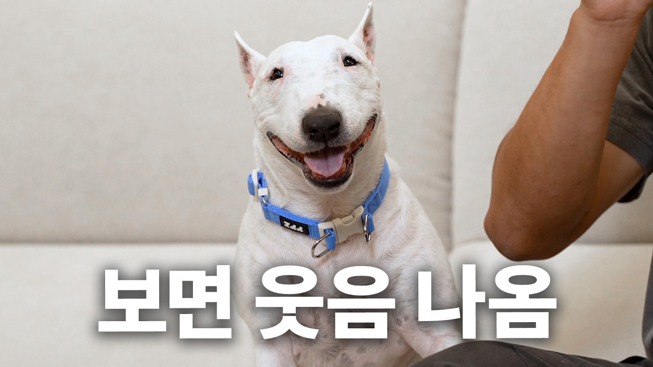 순수 외모 체급으로 웃겨주는 강아지 | 견종백과 불테리어편