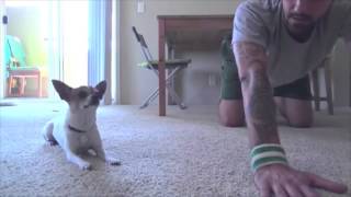 Perro Haciendo Yoga Con Su Dueño