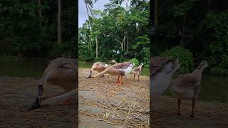 রাজহাঁস | @Dipa121-N #goose #swan #duck #village #pets #animals