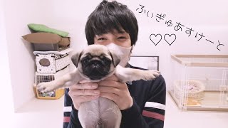 豆腐パスタパグの飼い主wikiプロフィール 年齢や顔画像は 翁のエンタメイト