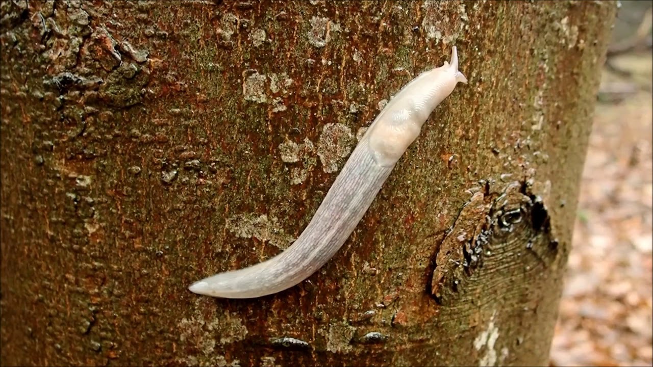 Bosaardslak (Lehmannia marginata)
