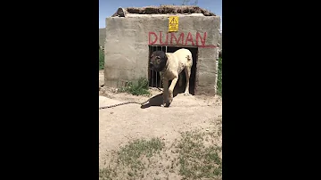 كلب تركي خطير 