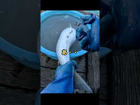 ボラの腸を破いてはいけない