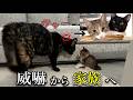 【感動】威嚇する先住猫と怯えていた子猫が本当の家族になるまで