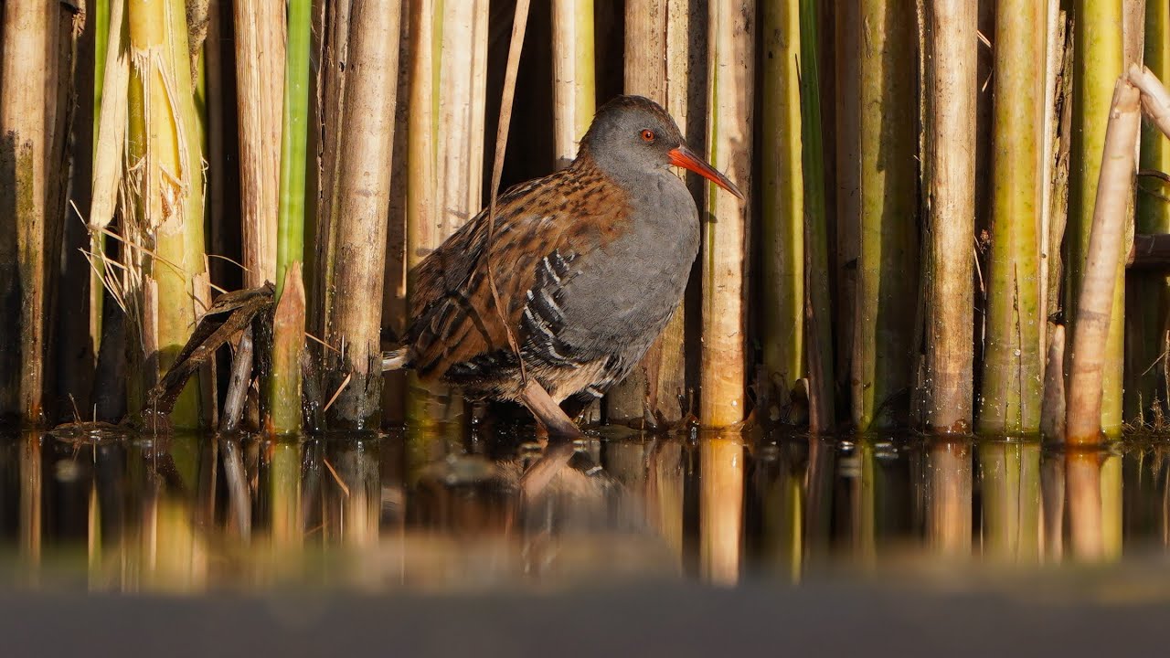 4K Wodniki (rodzice) / Water rails (parents) / Rallus aquaticus