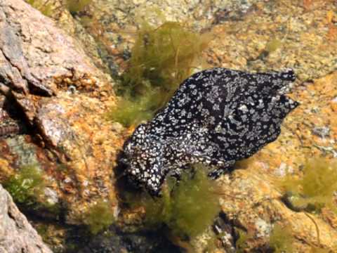 Видео: Первая запись о лягушке Fowlerichthys Scriptissimus (Antennariidae, Lophiiformes) из Кореи