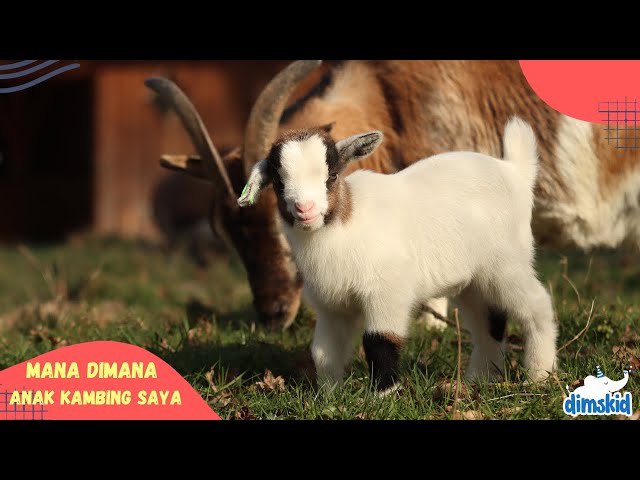 Lagu Anak Kambing Saya Terbaru | Lagu Anak Balita class=