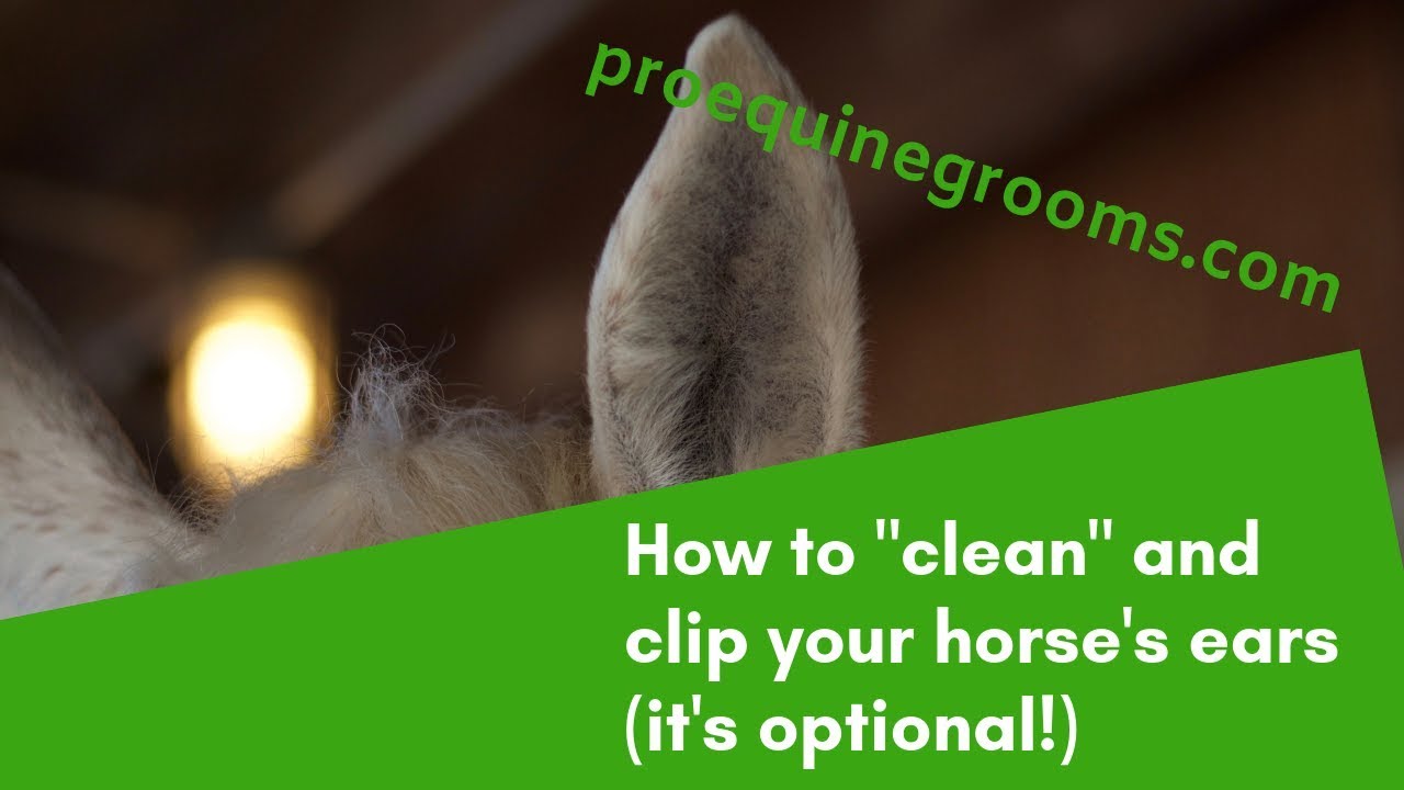 Grooming your horse ear cleaning, ear clipping, and face tidy YouTube