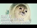 Gaat de zeehond uit ons Waddengebied dood? | De Buitendienst over de Zeehond