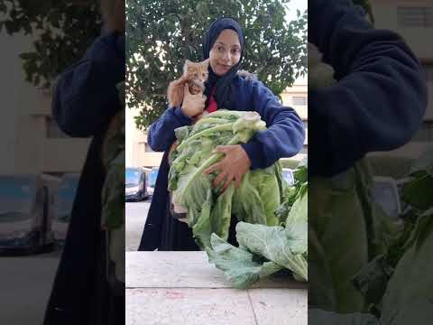 وبرضو دخلت 2026 بقطة وكرنبة برضوو جرجيرة كوميديات اكسبلور 